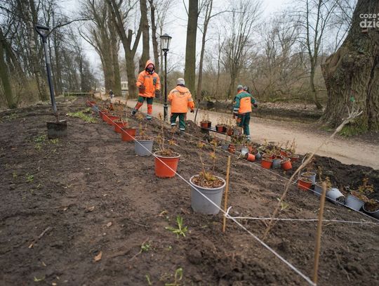 Rewitalizacja Parku nad Łydynią - nowe rośliny i muzyczny plac zabaw