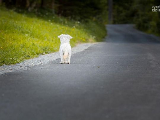 Samotne, smutne i spragnione bliskości dobrego człowieka. Psy ze schroniska w Pawłowie pod Ciechanowem czekają na swoją szansę