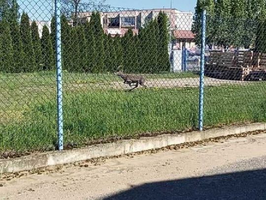 Sarna uwięziona w mieście. Zobacz zdjęcia z akcji ratunkowej