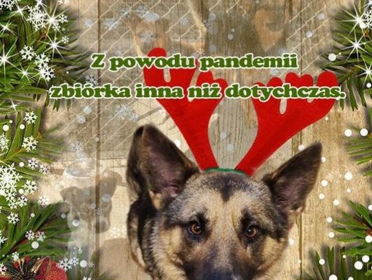 Schronisko w Pawłowie. Blisko tona karmy już zebrana! 