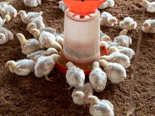 Śmierdząca sprawa! Mieszkańcy nie chcą fermy drobiu