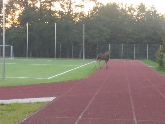 Sońsk. Niespodziewany gość na boisku (zdjęcia)