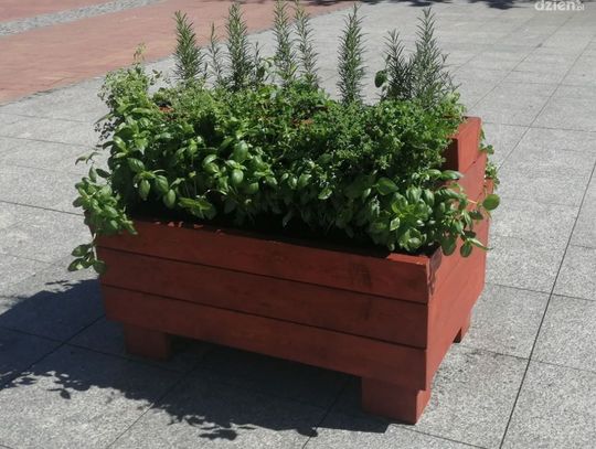 Świeże przyprawy w centrum Przasnysza