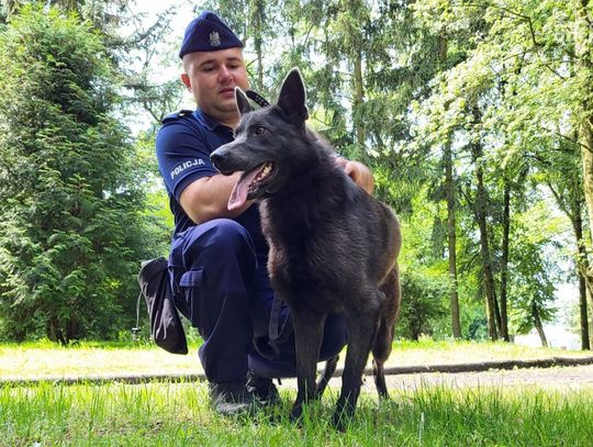 To jedyny taki pies na Mazowszu. Służy w Radomiu, ale będzie pomagał w całym garnizonie To jedyny taki pies na Mazowszu. Służy w Radomiu, ale będzie pomagał w całym garnizonie