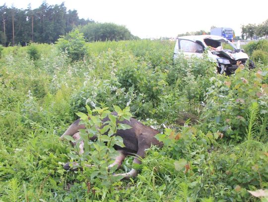Tragiczne zderzenie osobówki z łosiem na krajowej siódemce 