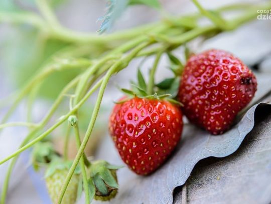 Trudny sezon dla plantatorów truskawek