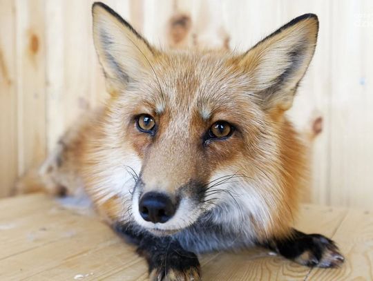 Trwa wiosenna akcja szczepienia lisów