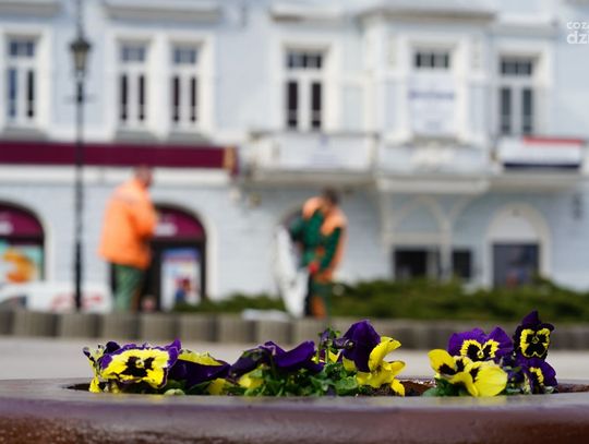 Warszawska na wiosnę. W centrum Ciechanowa pojawiły się pierwsze bratki. "Oby tylko nie powyrywali"