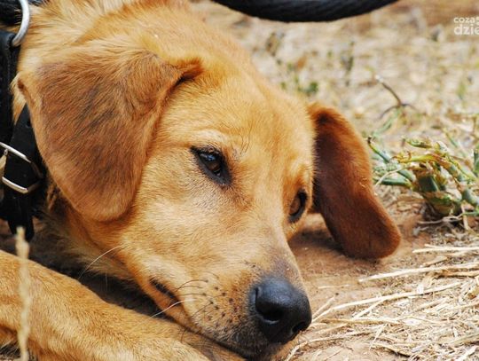 Więcej adoptowanych zwierząt? Schronisko: Adopcja tak, ale nie na chwilę