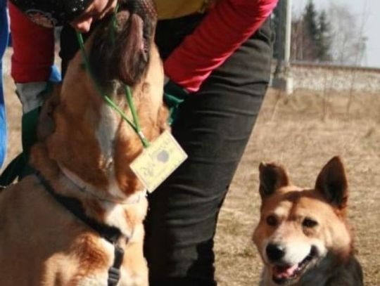 Wielkanoc tuż tuż. Pieski w schronisku w Pawłowie czekają na swoich przyszłych opiekunów. Cały czas można je adoptować