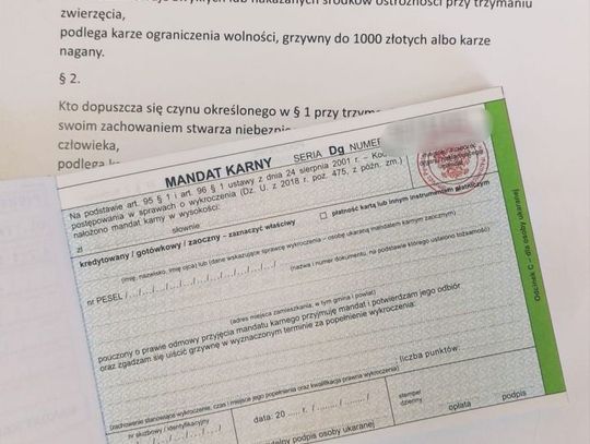Właściciele psów muszą być świadomi swoich obowiązków