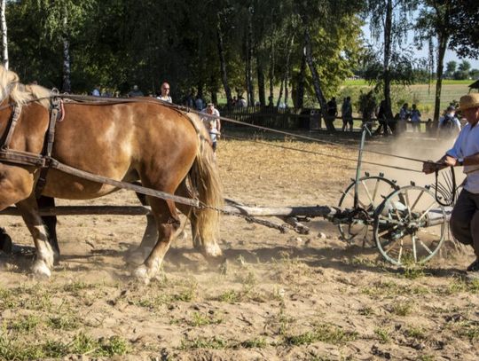 Kopanie ziemniaków podczas wykopek w skansenie w Sierpcu