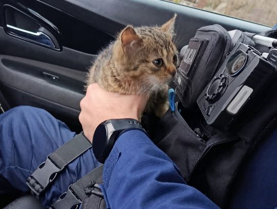 Wzorowa postawa dzieci w Ciechanowie. Dzięki nim mały kot jest bezpieczny Kotek w rękach policjanta