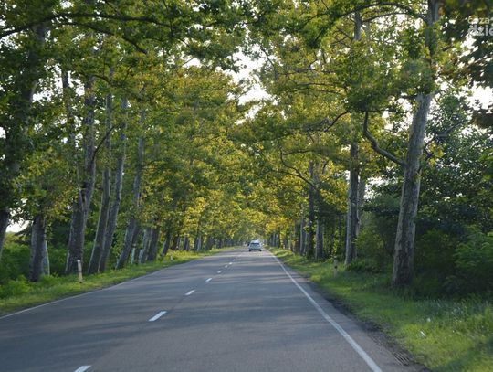 Zasnął i uderzył w drzewo. Motorowerzysta był kompletnie pijany