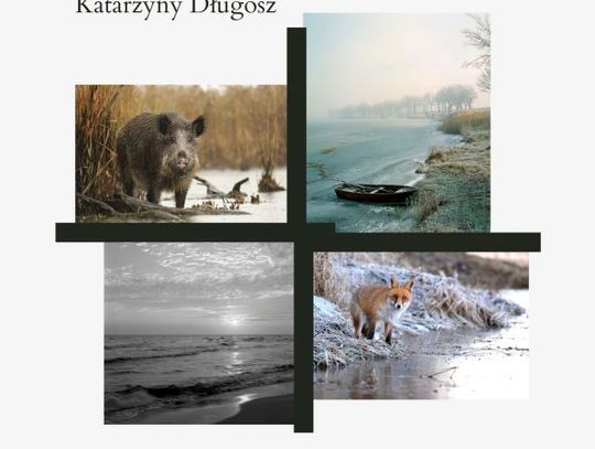 “Zen w szuwarach” - kontemplacja życia przez obiektyw Katarzyny Długosz