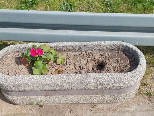 Znikające kwiaty. "Zapłaciliśmy za nie wszyscy"