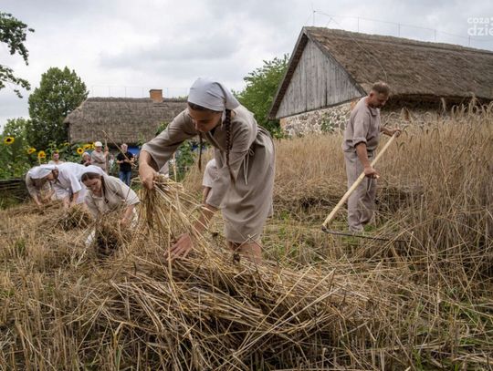 Żniwa w skansenie w Sierpcu – podróż do przeszłości