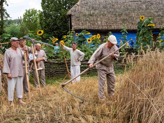 Żniwa w skansenie w Sierpcu. Podróż w czasie na wieś sprzed stu lat [PROGRAM]