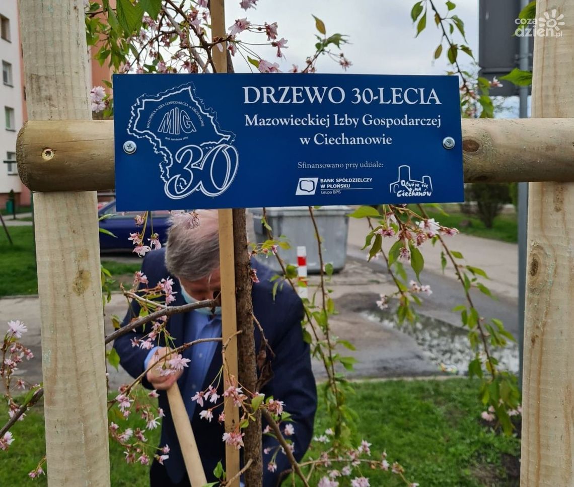 30 drzew na 30-lecie MIG. Rozpoczął się jubileusz!