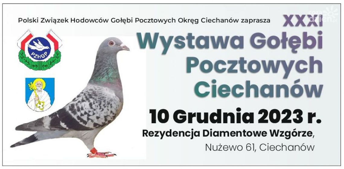 31 Wystawa Gołębi Pocztowych - zbiórka charytatywna dla Antoniego Tomczaka