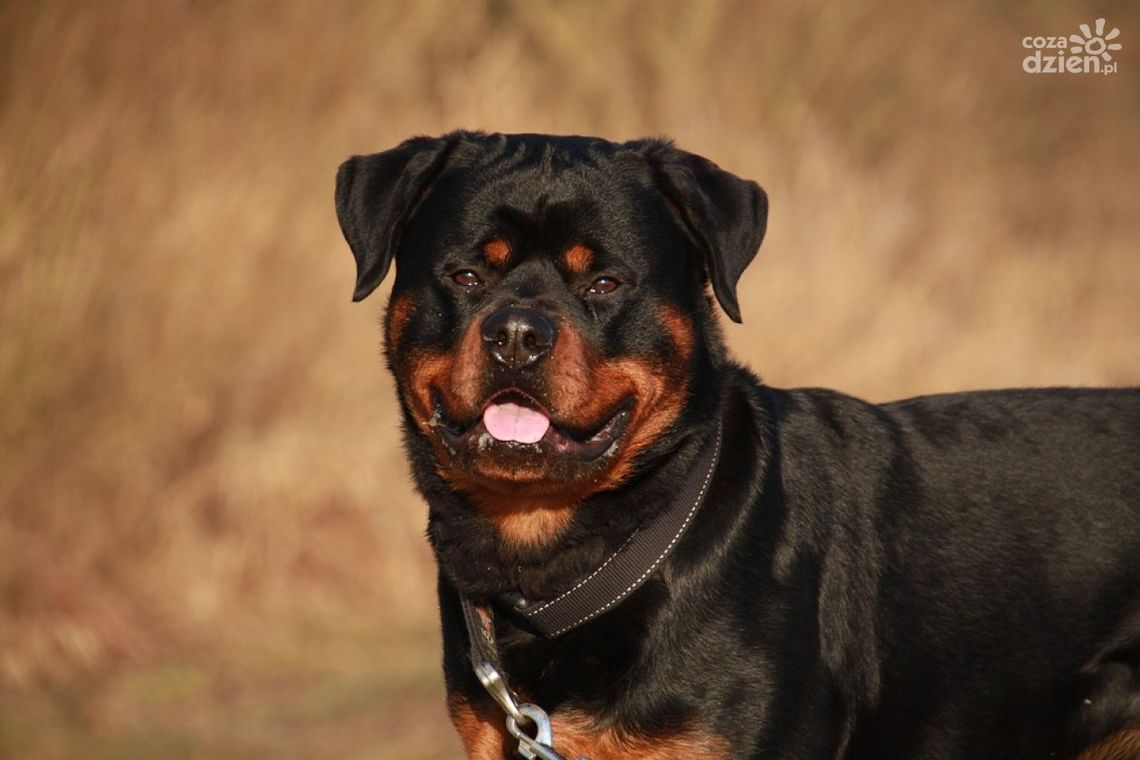 57-latek dotkliwie pogryziony przez rottweilery. Doznał obrażeń głowy i twarzy