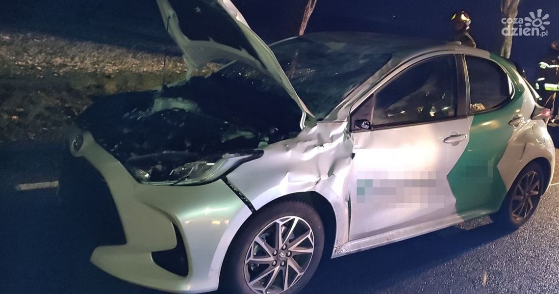 Bliskie spotkanie z łosiem w Kraszewie. Kierowca ranny, zwierzę martwe
