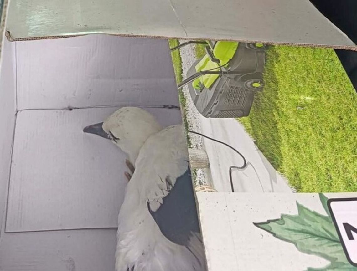 Bocian w opałach i sprawna akcja policji. Nietypowa interwencja pod Raciążem Bocian w opałach i sprawna akcja policji. Nietypowa interwencja pod Raciążem
