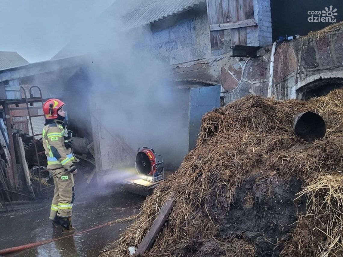 Bydło w niebezpieczeństwie. Groźny pożar pod Ciechanowem