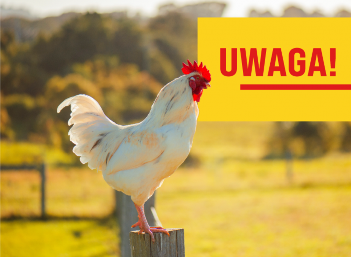 Ciechanów ma problem. Grypa ptaków w mieście