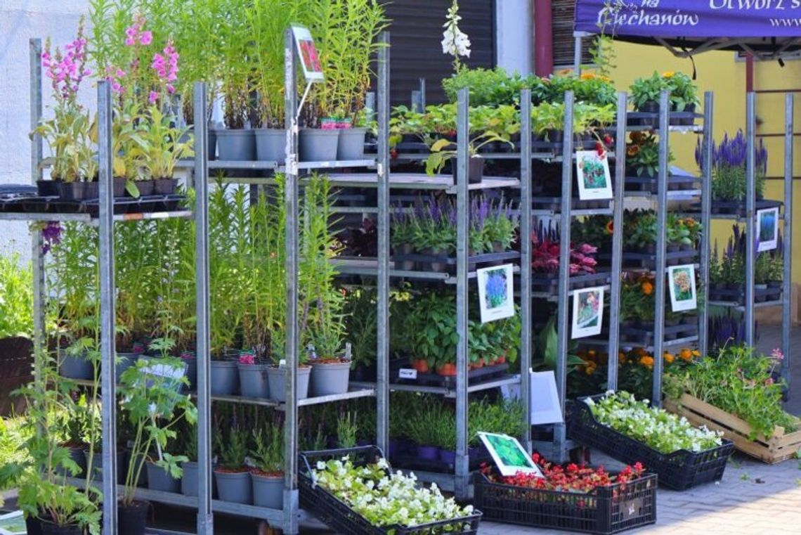 Ciechanów. Sadzonka za odpady – proekologiczna akcja ratusza