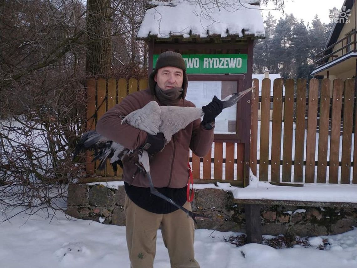 Ciechanowianin uratował przymarzniętego żurawia. Zobacz film z akcji ratunkowej
