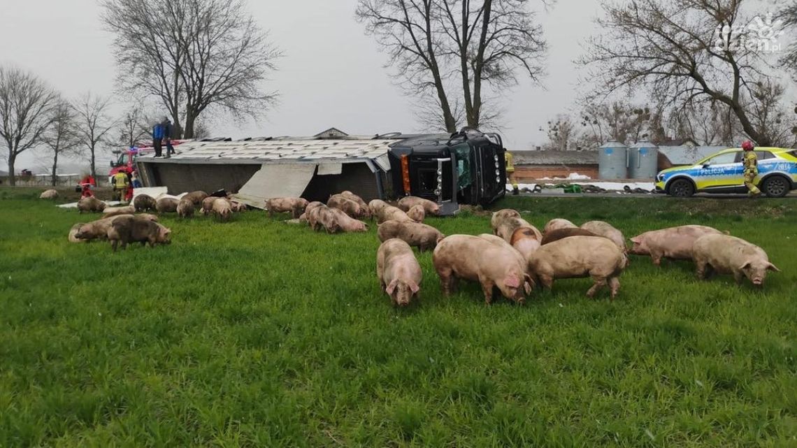 Ciężarówka ze świniami w rowie, zwierzęta rozbiegły się po okolicy