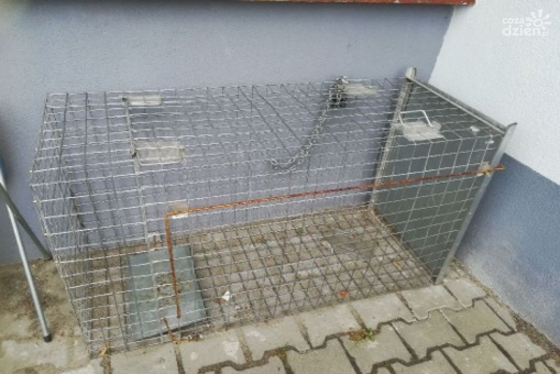 Co nim kierowało? Ukradł klatkę do łapania bezdomnych psów i sprzedał ją za bezcen