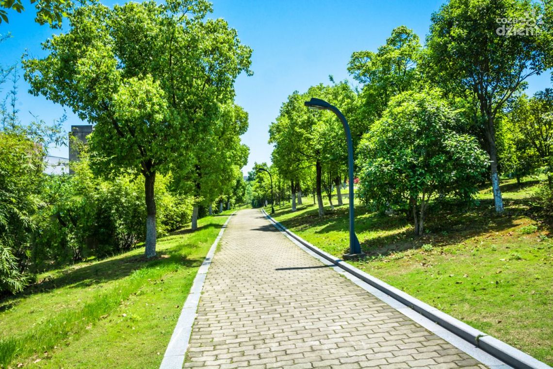 Czym jest ekspertyza dendrologiczna drzewa?