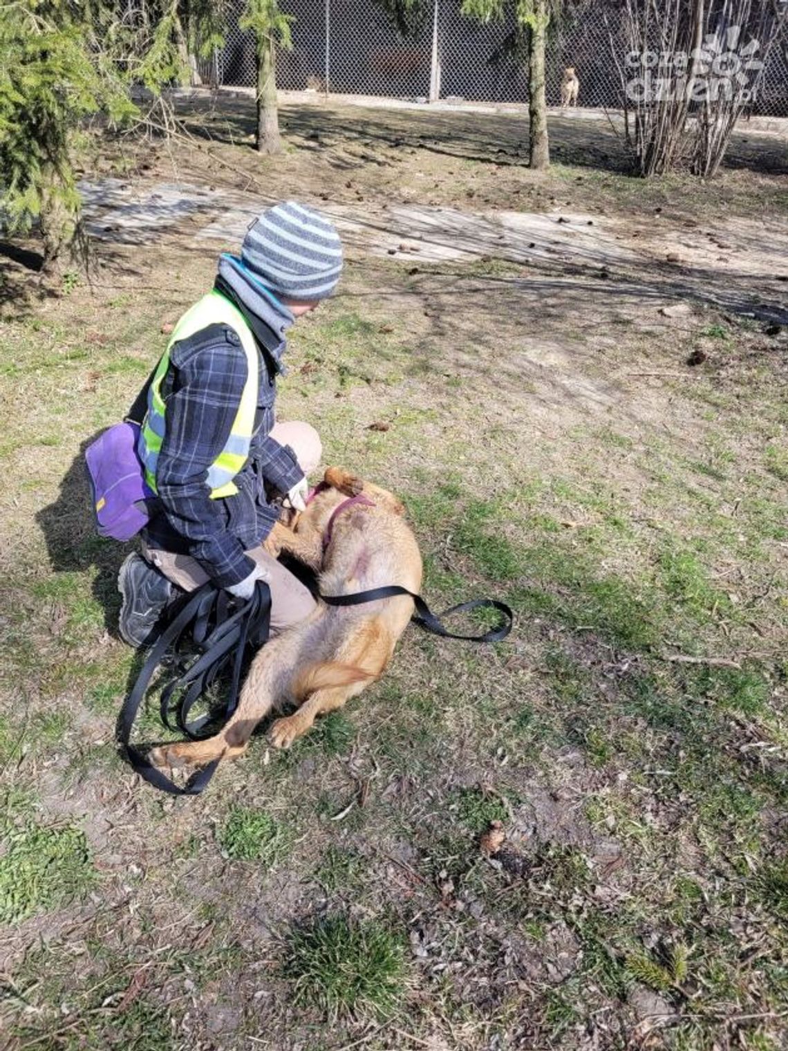 Dzień Otwarty w Schronisku był okazją do zaprzyjaźnienia się z psami, a nawet do ich adopcji