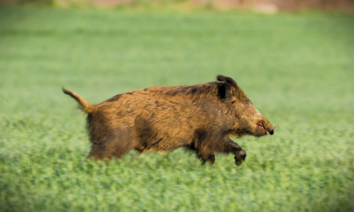 Dziki na polach kukurydzy. Jak rolnicy i myśliwi mogą uratować wiosenne uprawy?