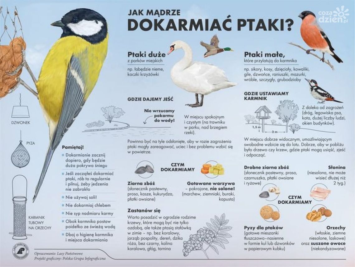 Jak dokarmiać ptaki? Nadleśnictwo Ciechanów podpowiada