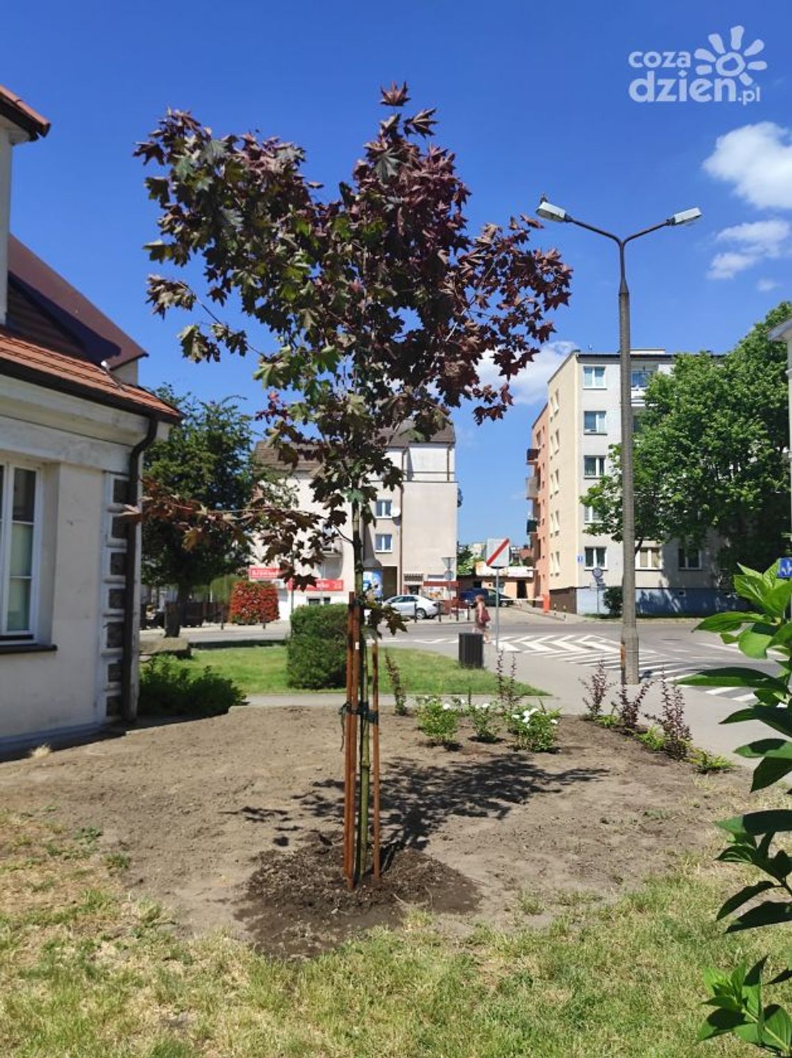 Klon zamiast świerku