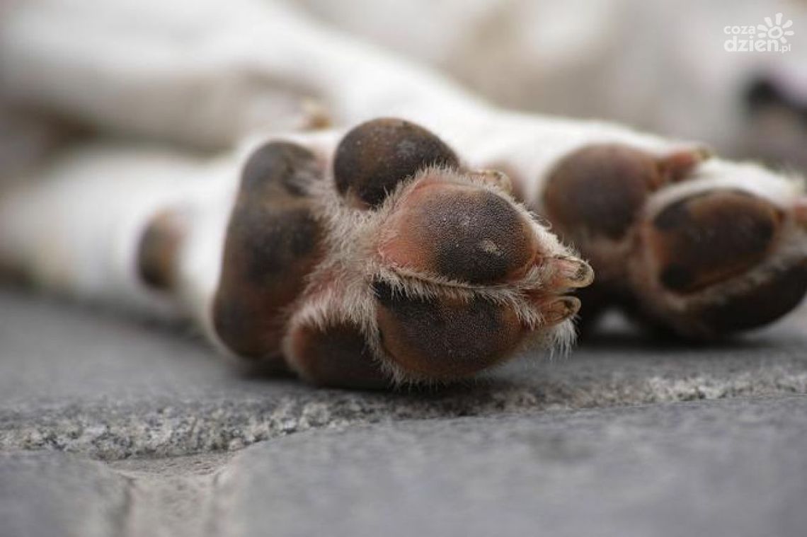 Kompletnie pijany znęcał się nad własnym psem. Kilkukrotnie uderzył zwierzę siekierą 
