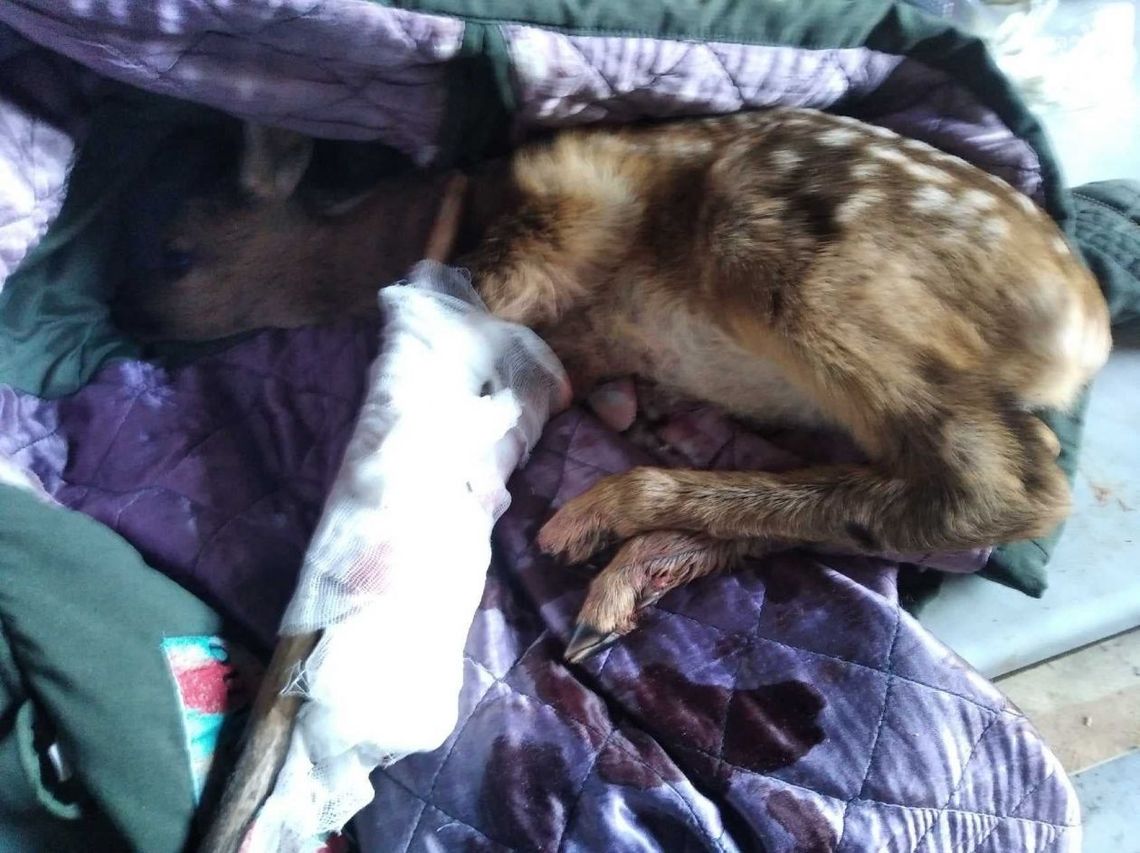 Koźlę sarny przejechane kosiarką. Pomoc przyszła błyskawicznie Koźlę sarny przejechane kosiarką. Pomoc przyszła błyskawicznie