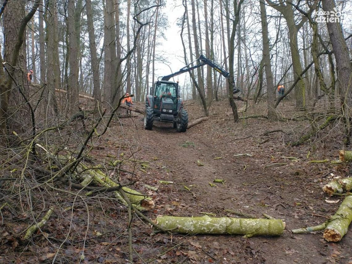 Las Śmieciński będzie parkiem. Nadleśnictwo planuje przebudowę drzewostanu