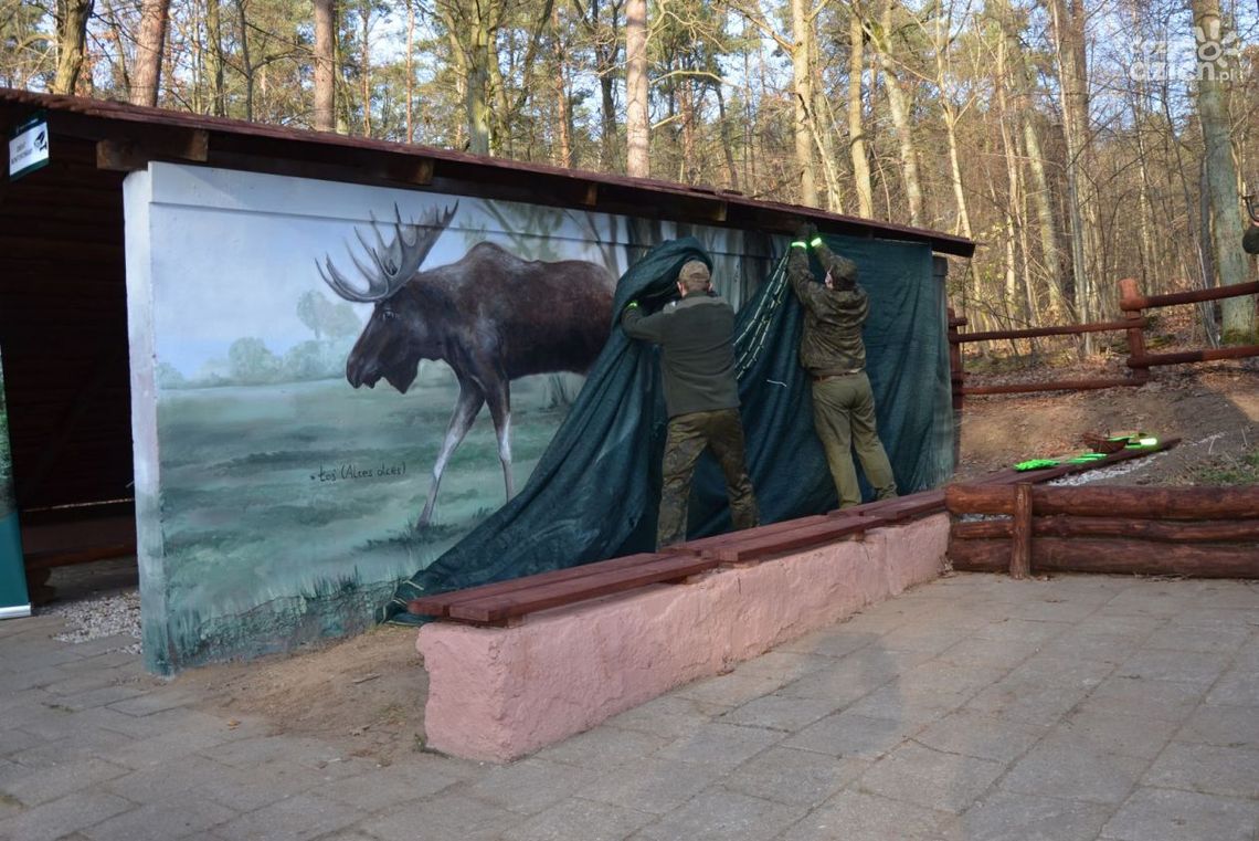 Łoś naturalnych rozmiarów pojawił się w okolicach Mławy