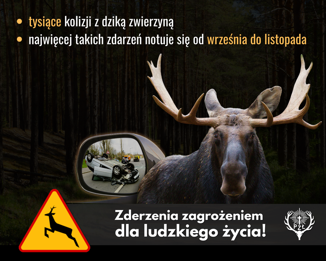 Znak ostrzegawczy A-18b dzikie zwierzęta przy drodze prowadzącej przez las na Mazowszu