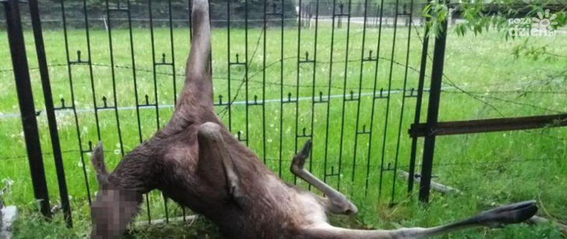 Łoś zawisł na ogrodzeniu, na ratunek ruszyli strażacy