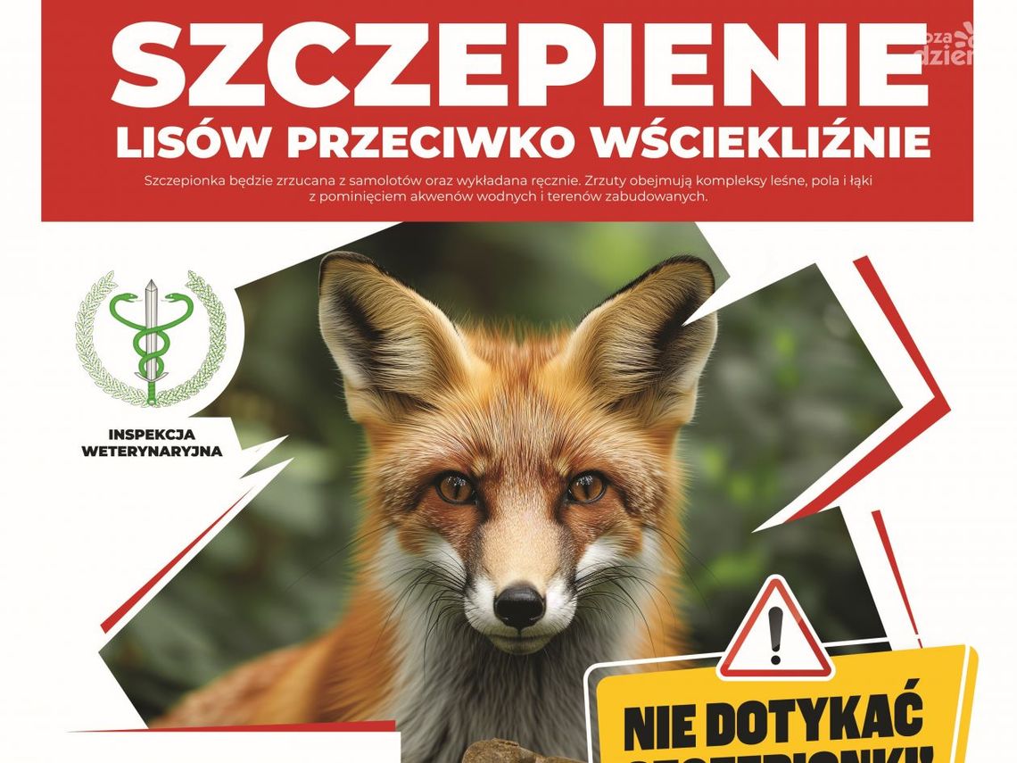 Mazowieckie: ważne informacje o szczepieniu lisów przeciwko wściekliźnie – Co Należy Wiedzieć?