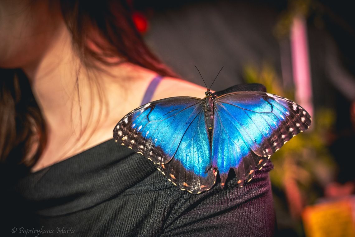 Mława. Amazing Butterflies - wystawa żywych motyli Mława. Amazing Butterflies - wystawa żywych motyli