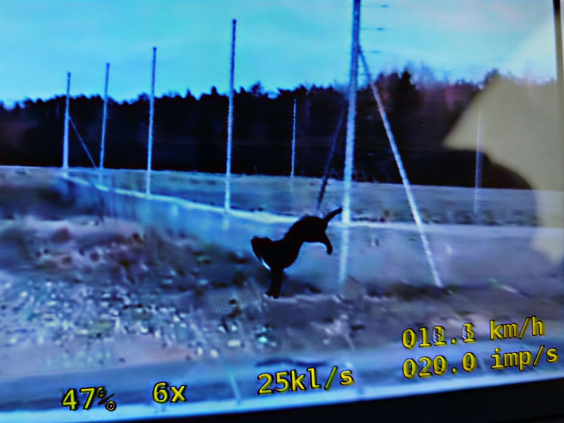 Mława: Dramatyczne chwile czworonoga przy S7. Z pułapki uwolnili go policjanci Pies uwięziony w siatce przy drodze