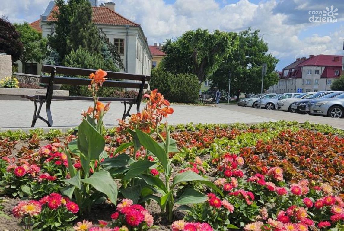 Mława kwitnie latem: ponad 44 tysiące kwiatów ozdobi miasto