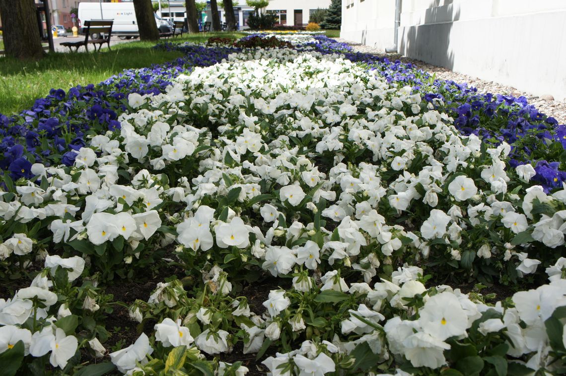 Mława. Niebawem miasto rozkwitnie. I to dosłownie!