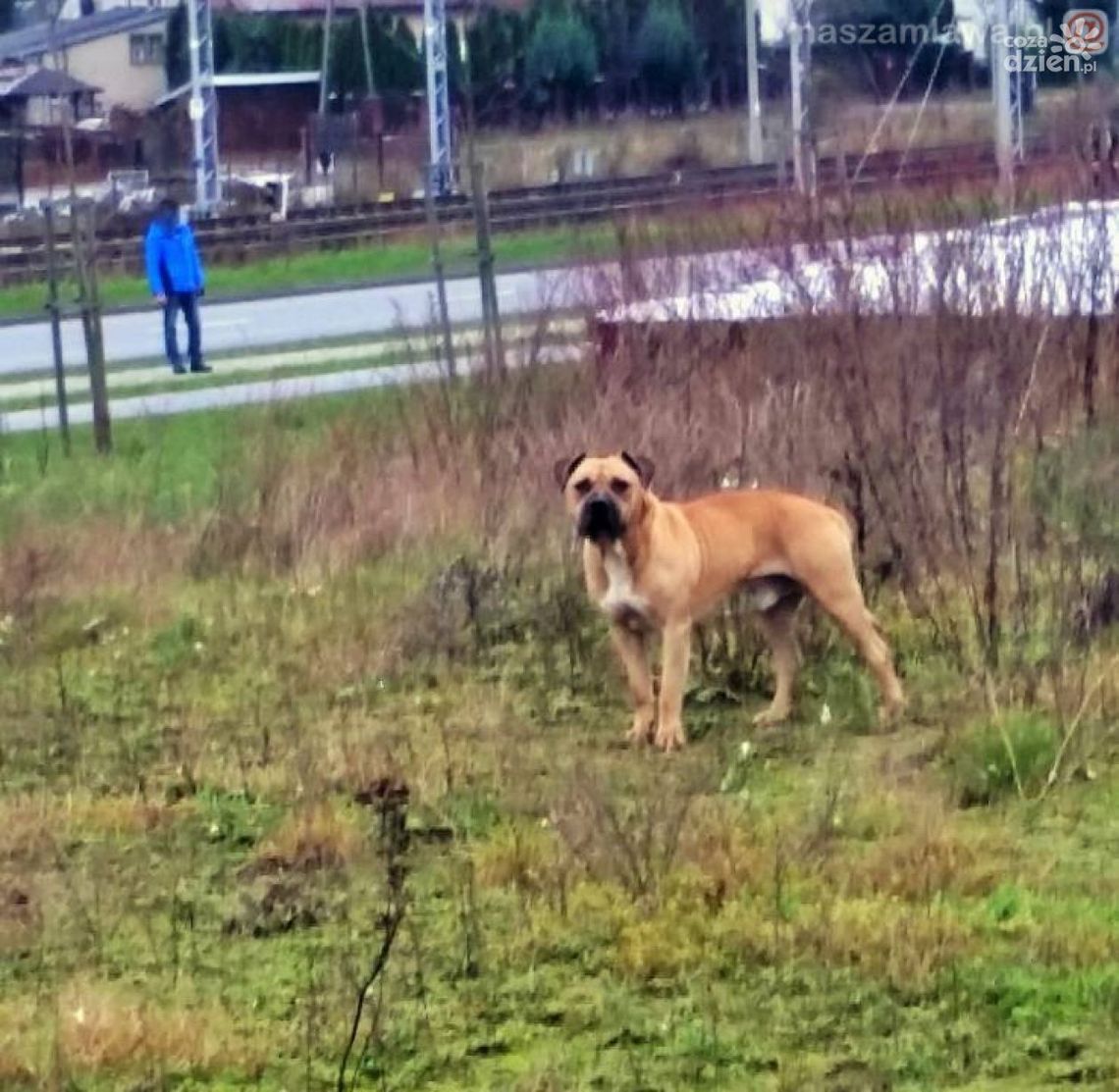 Mławska policja poszukuje właściciela agresywnego amstaffa